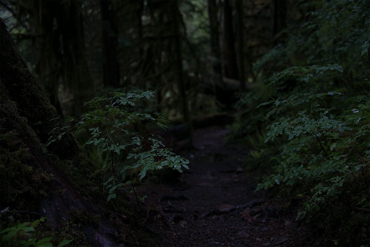 Photography  forest dark rainy Oregon Nature Landscape PNW pacific northwest Nikon