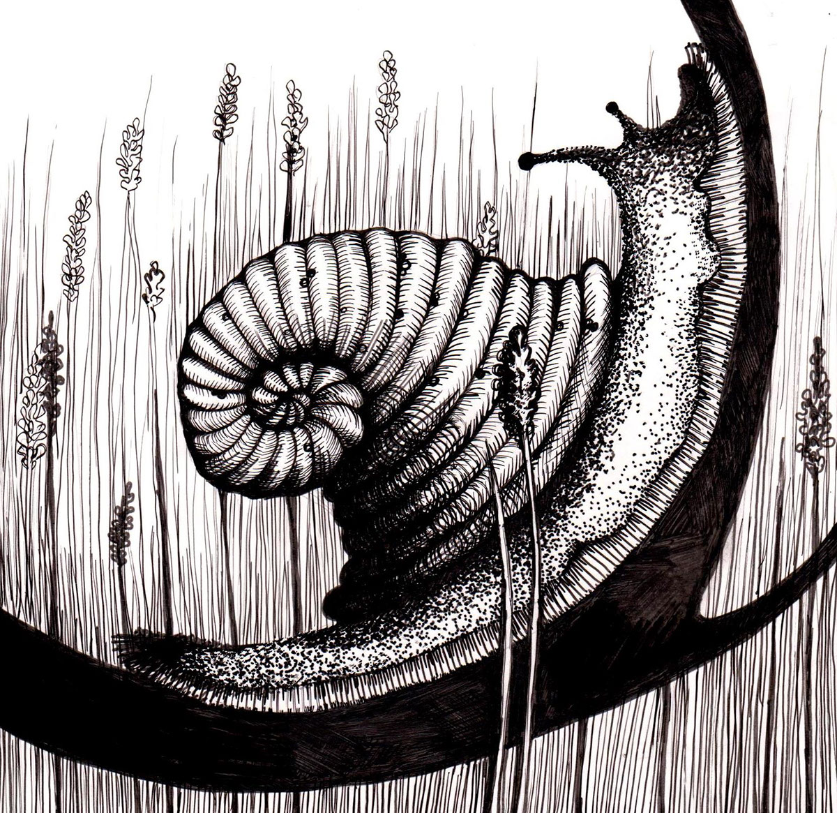 ink bugs graphics art ornament Fly snail Beautiful Black&white black White Nature dragonfly