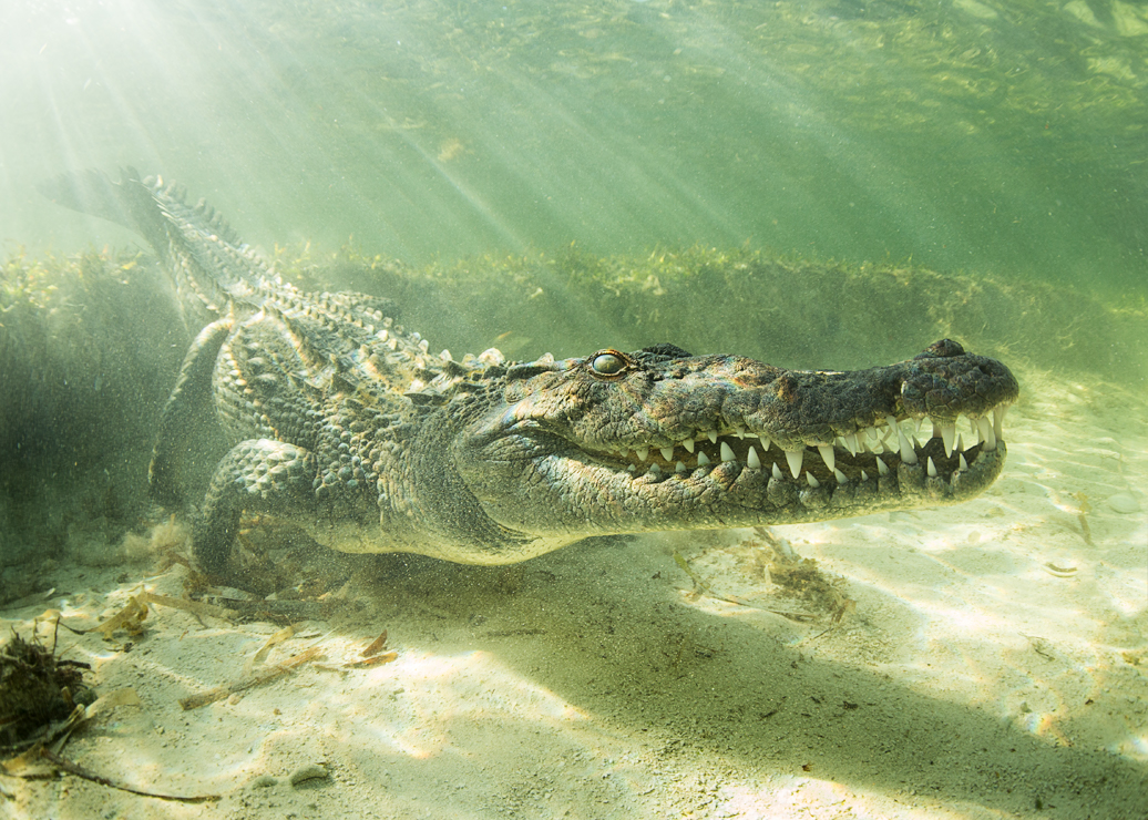 underwater mexico chinchorro reptile teeth scuba snorkel crocodile Ocean
