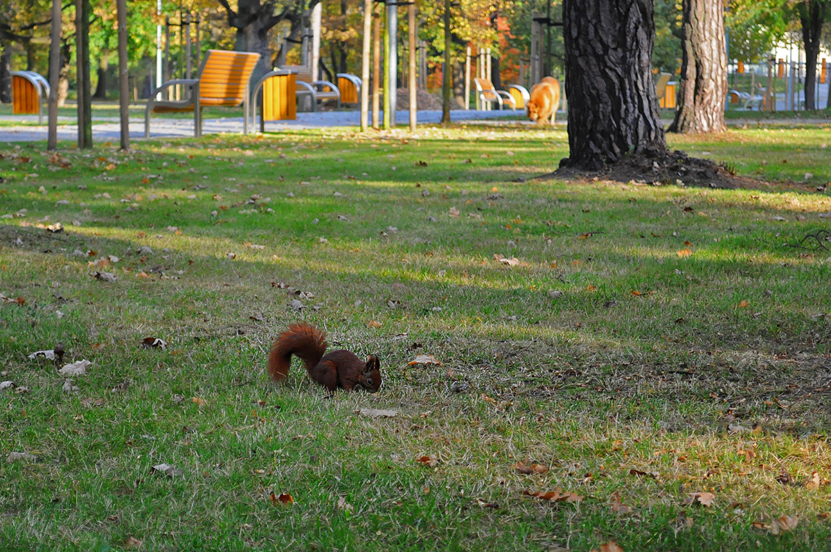 Nature animals Red Squirrel squirrel trees