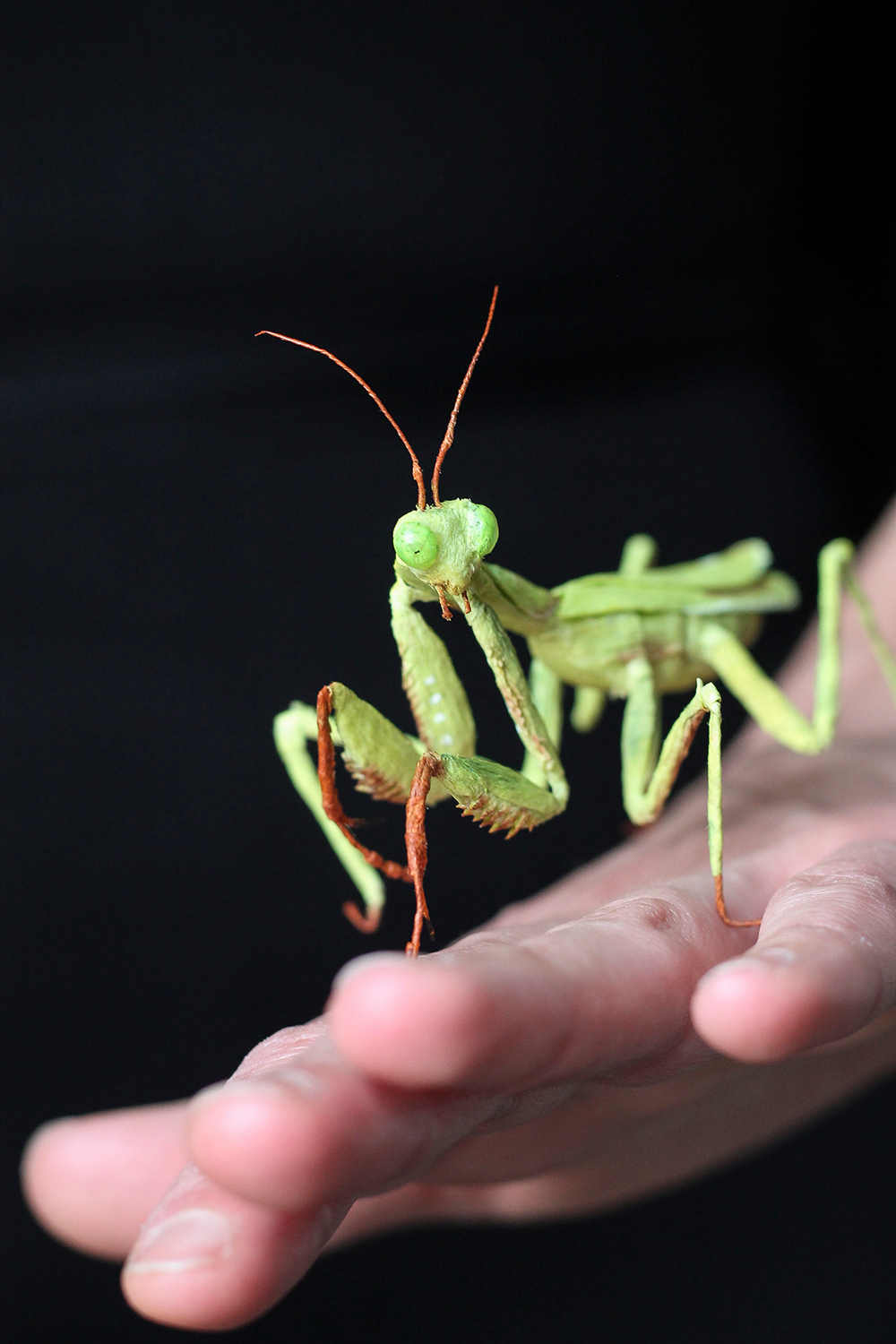 mantis crepe paper paper paper art insect paper insect paper sculpture lifelike naturalistic