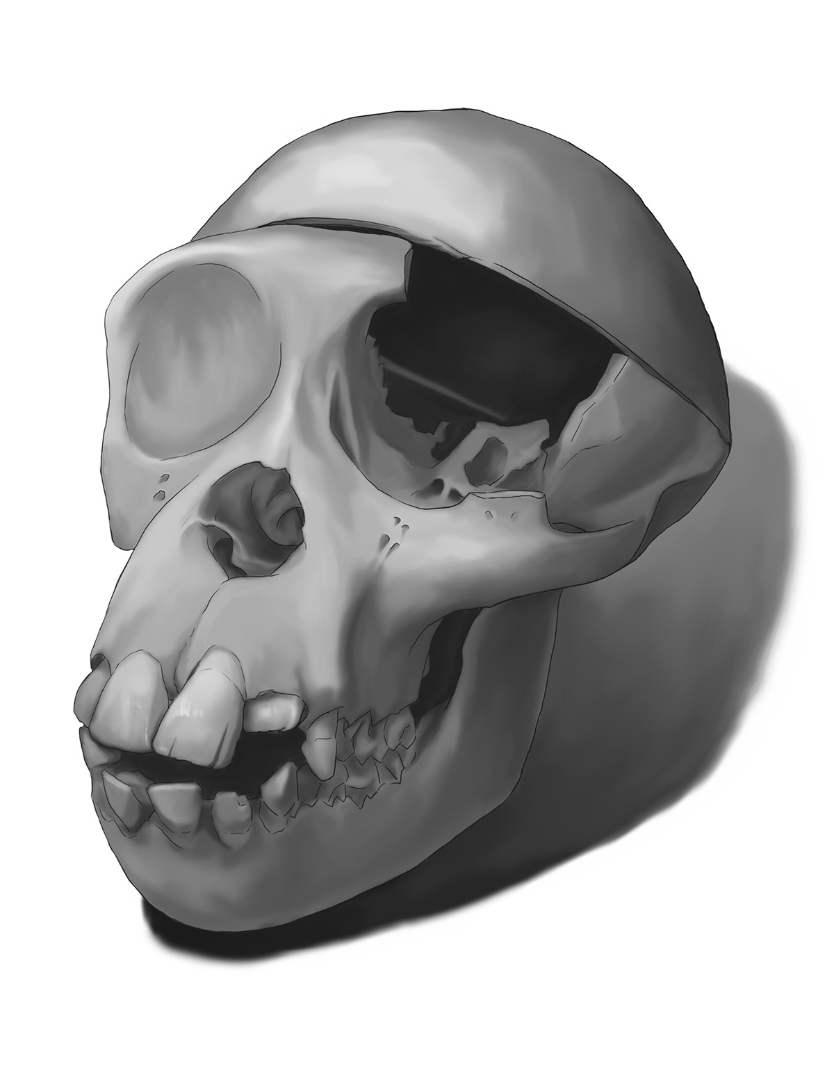 digital skull