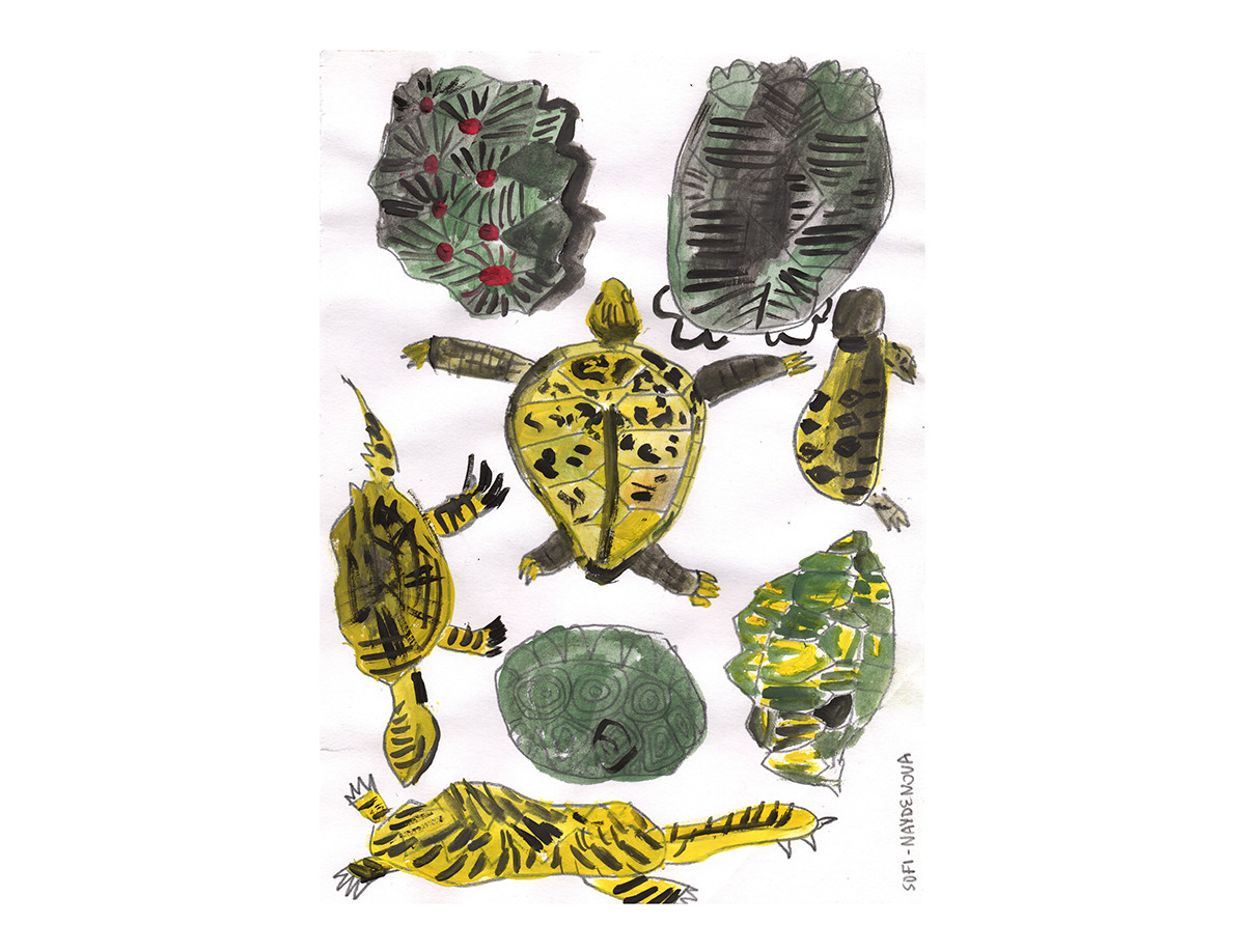 amphibia reptile animal sketchbook paint gouache bird slug SNACKE frog