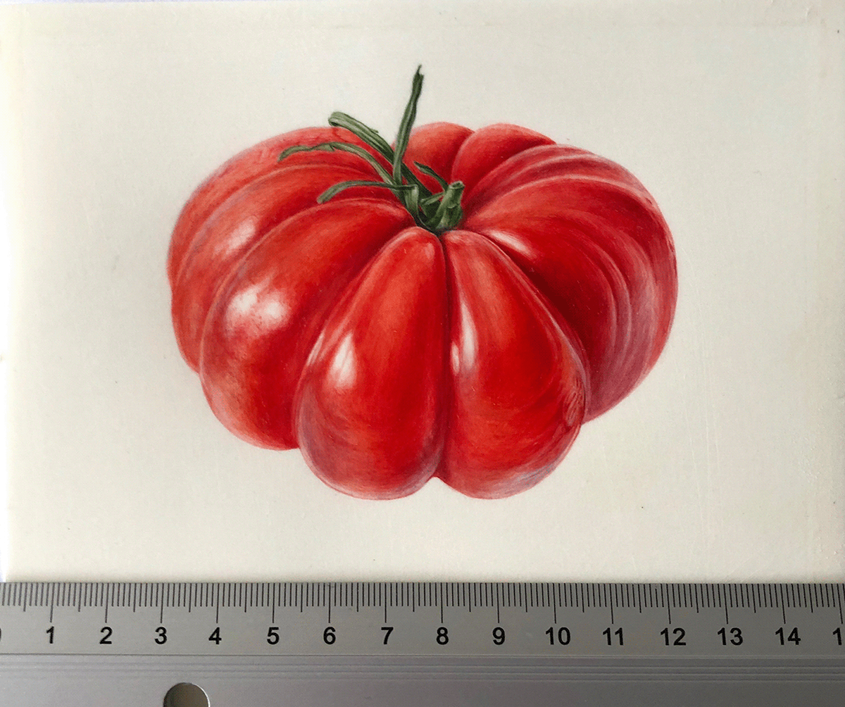 3d vegetables botanical art botanical illustration vegetable illustration watercolour food illustration Tomato watercolour vegetables
