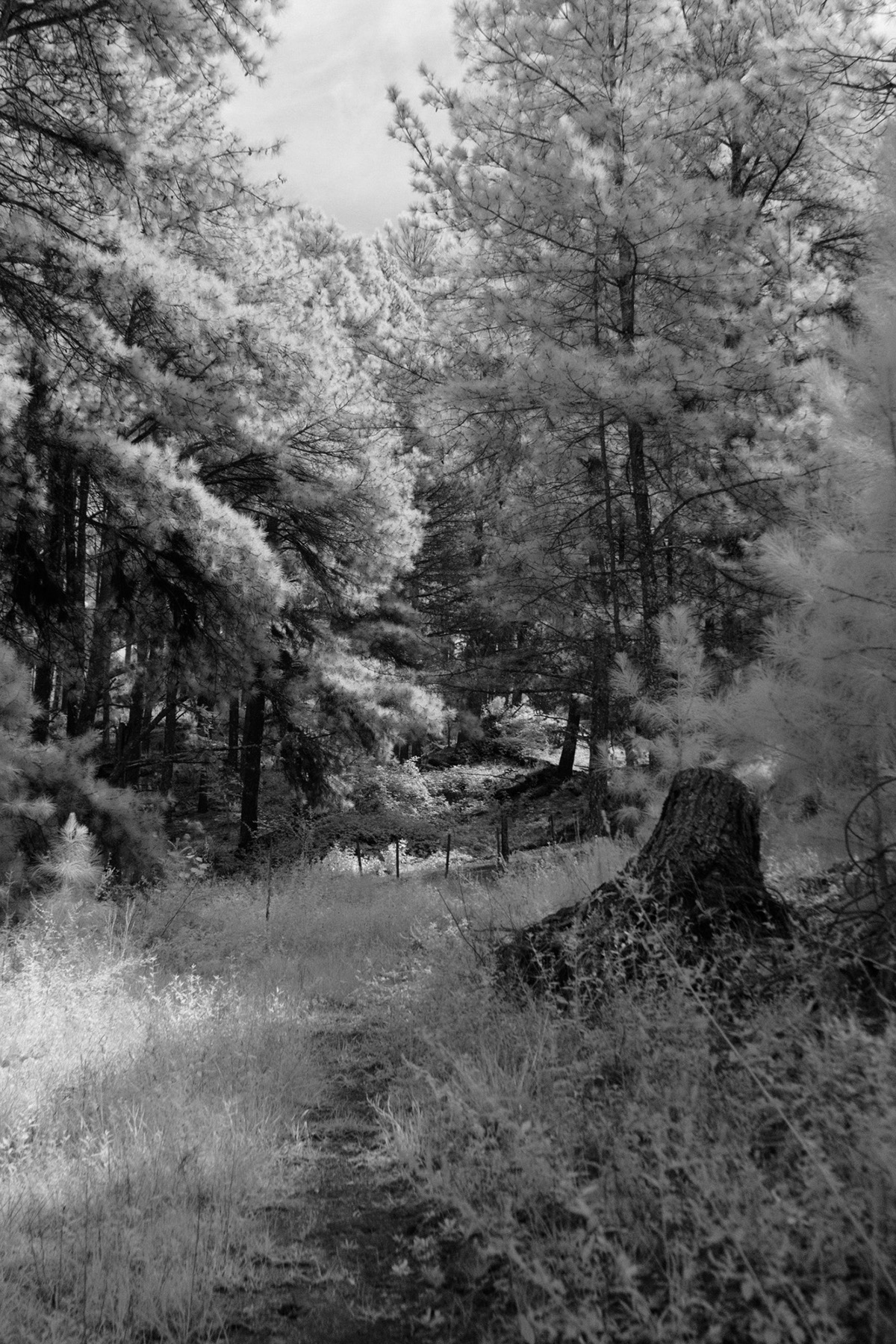 Nature nature photography infrared argentina forest black and white BW photography