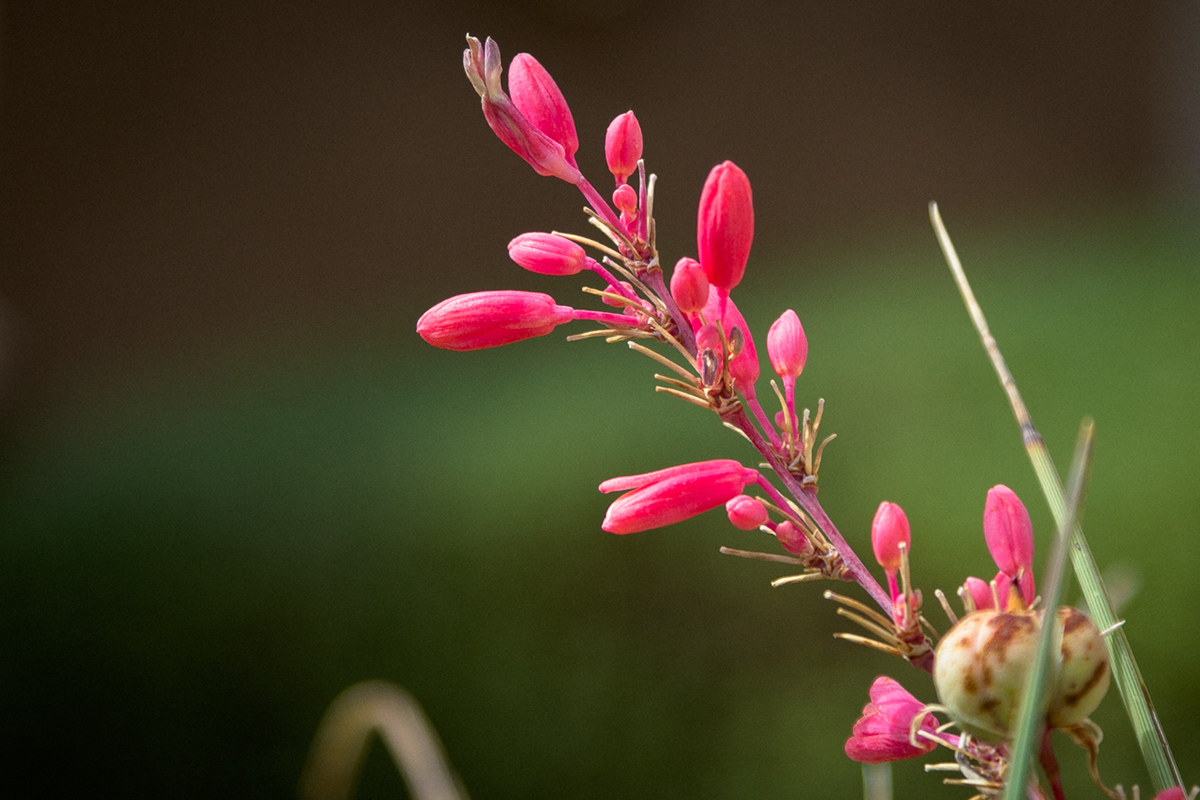 hope blossoms spring flower lantana desert aloe arizona