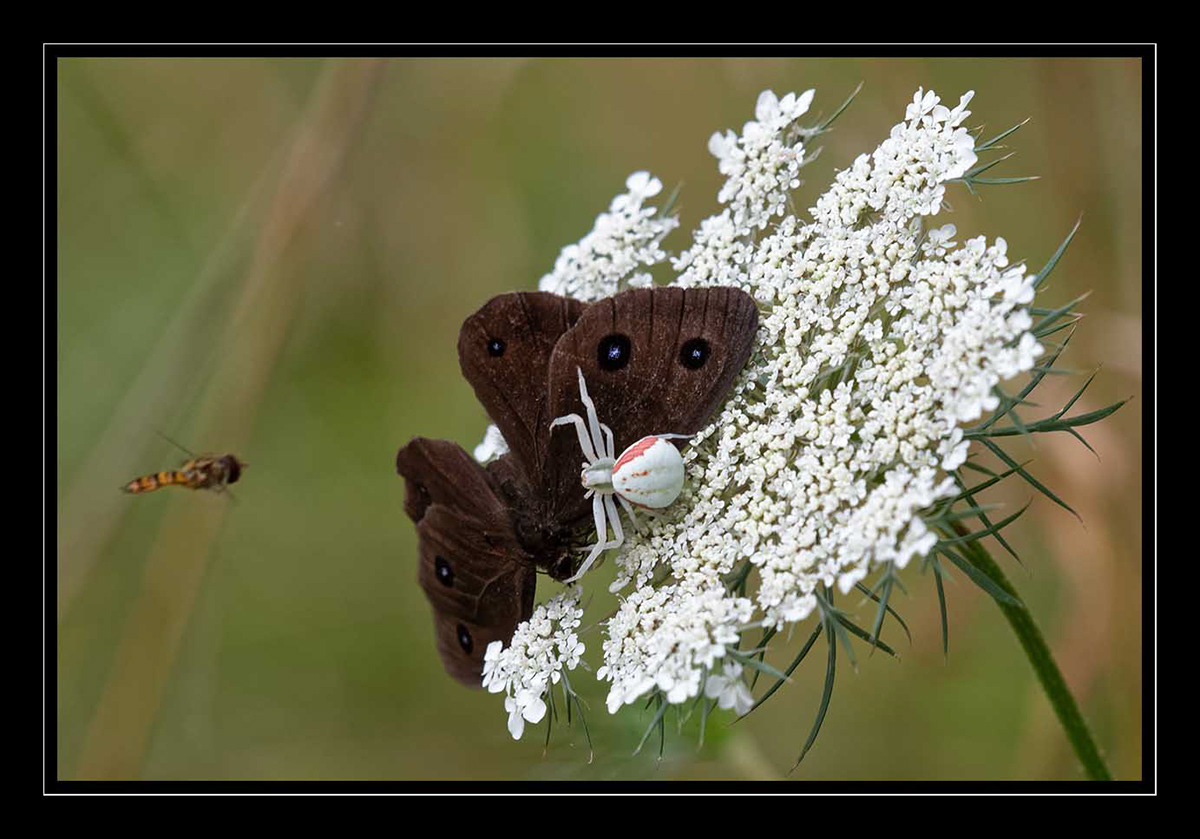 papillons insectes libellules Photography  Photographie photographie numérique quercy animalier
