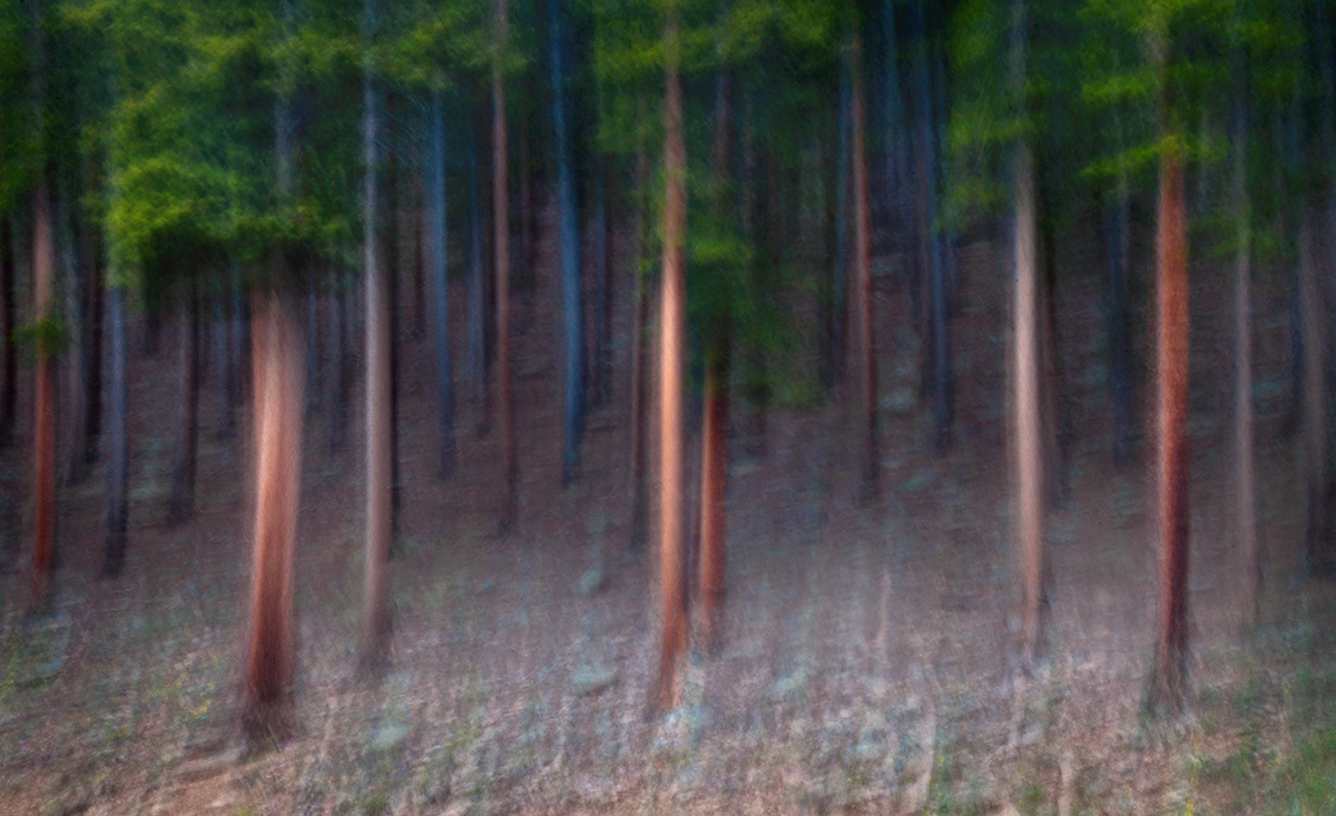 landscape photography abstract Abstract Art images in motion Colorado trees moving landscapes Forests movement etherscapes Montana color blur light and motion