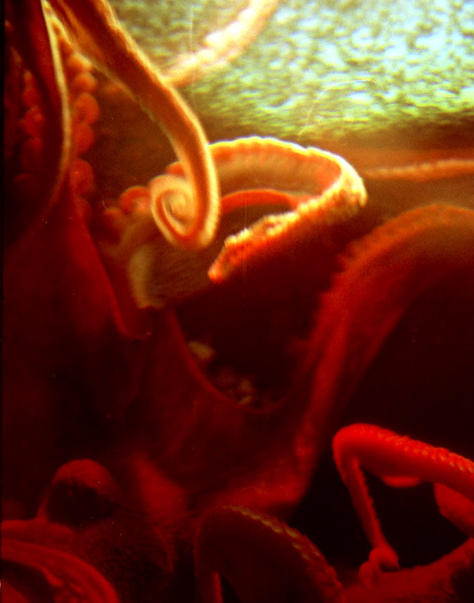 analog photography 35mm film hand developed Nature Ocean sea life bones