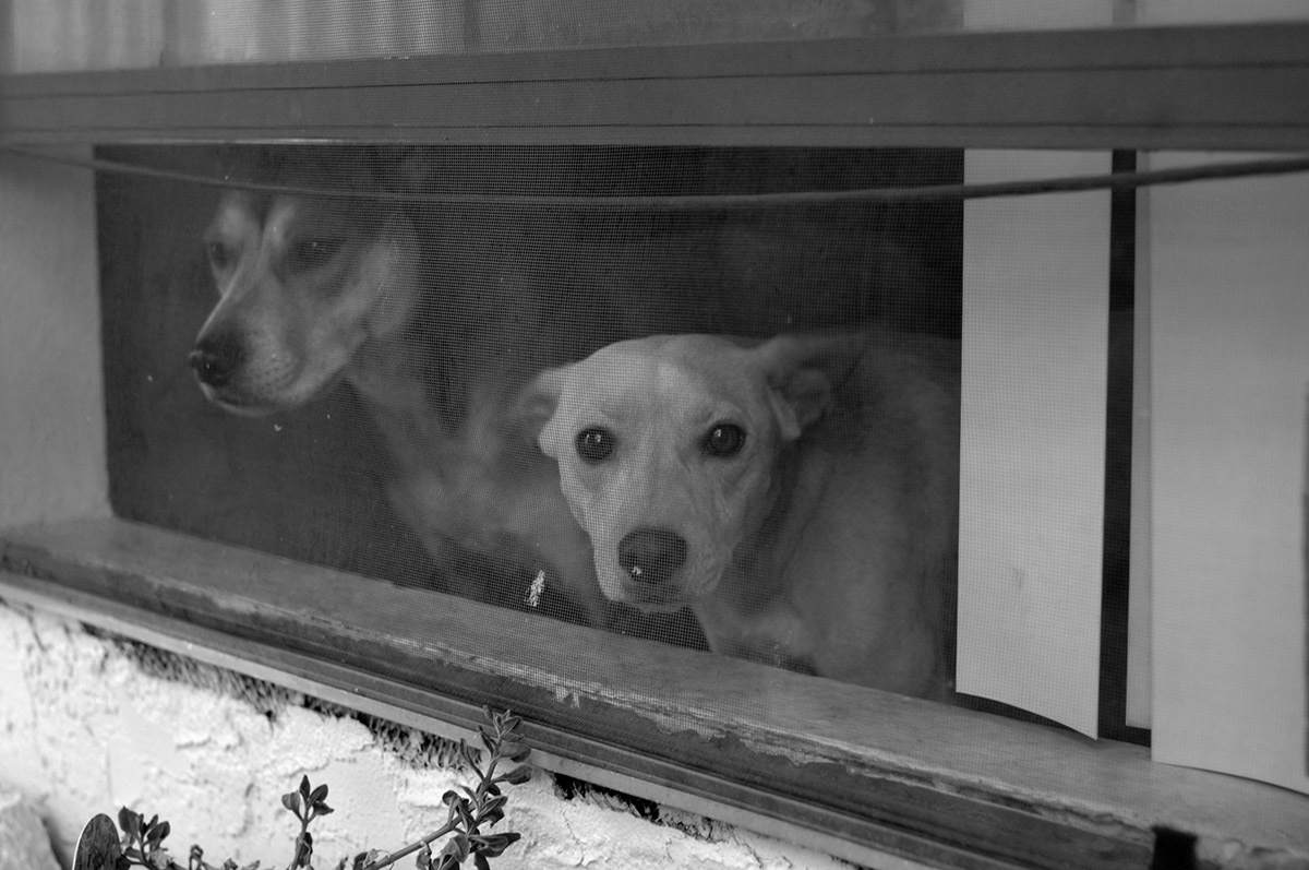 Adobe Portfolio dog  dog photography  dog art