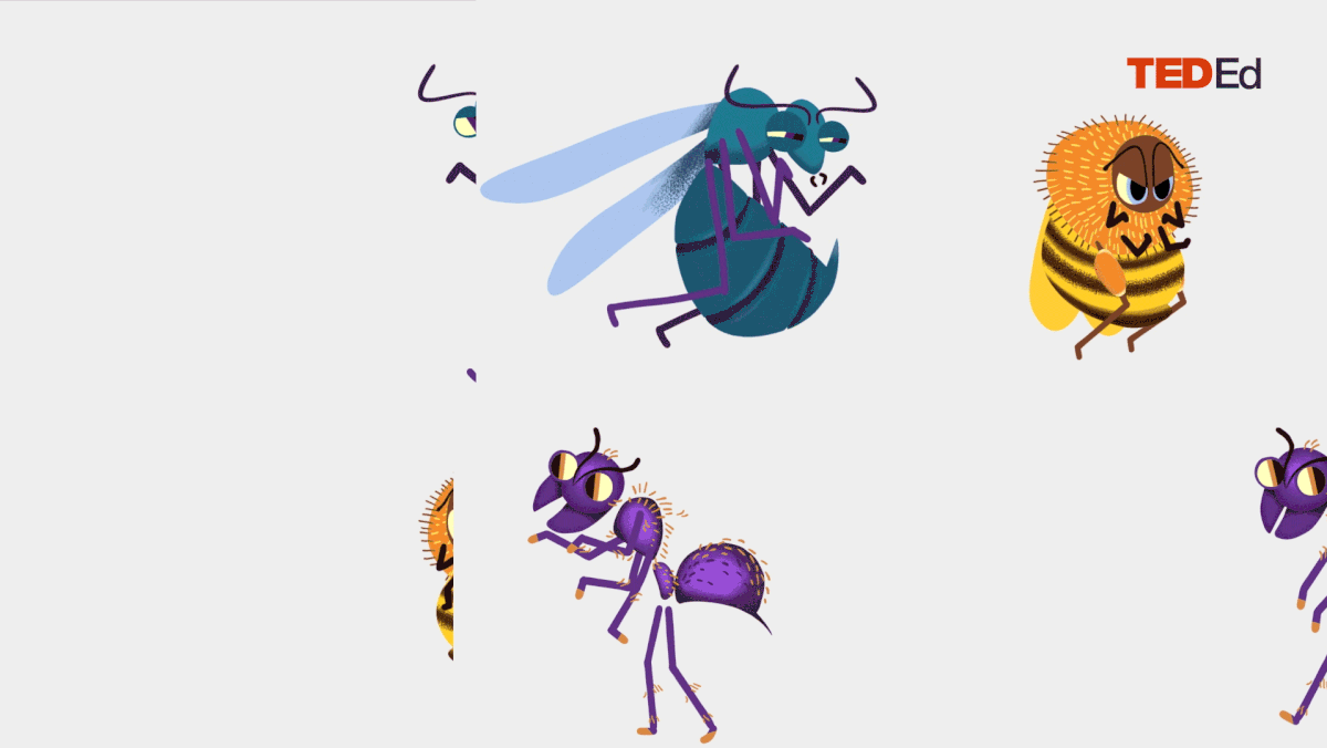 2D Animation cartoon Character design  Insects motion design motion graphics  TedEd