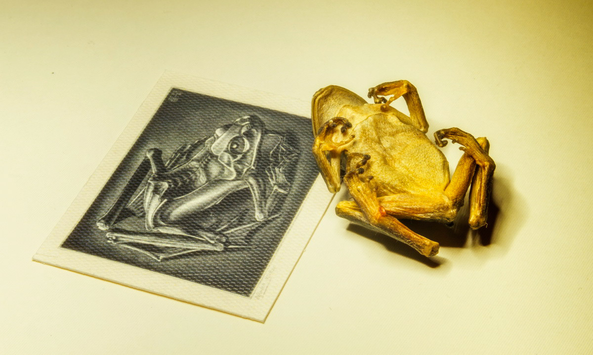 escher frog embalmed mezzotint study mummified Amphibian