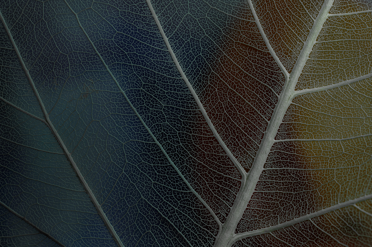 abstract leaves macro