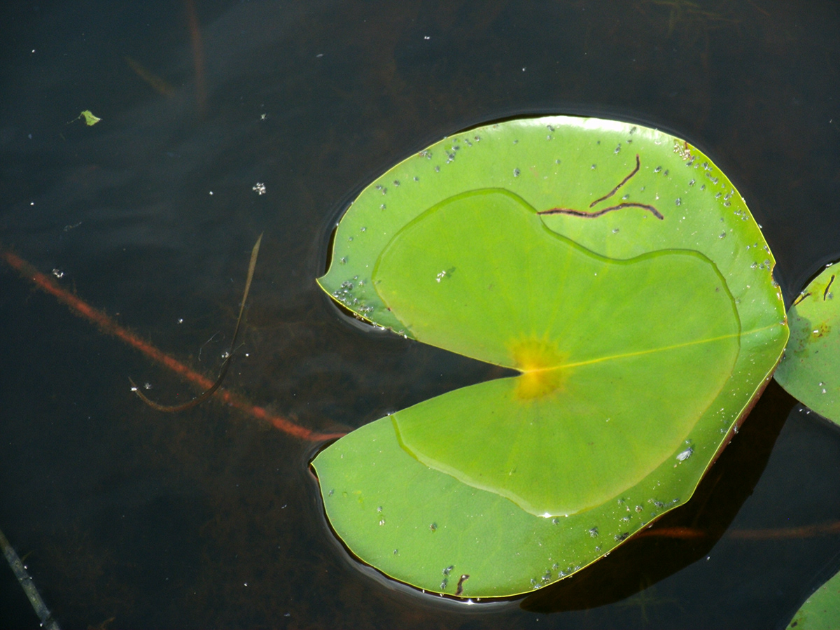 Nature lilly pads heart yellow house lake