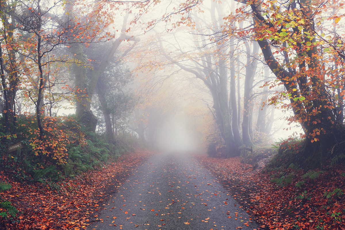 autumn Beech fog leaves Nature Treescape woodland forest Landscape path