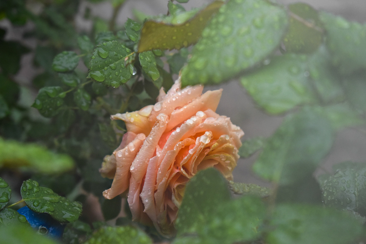 Photography  rain rainy rose