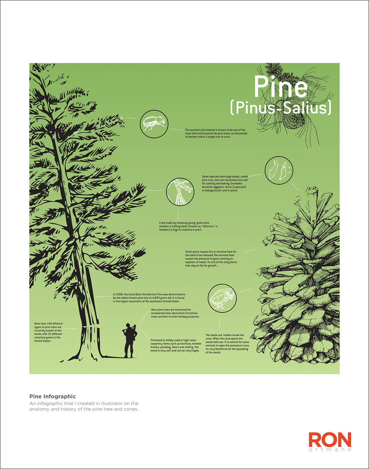 infographic  pine  cone  Pine Cone