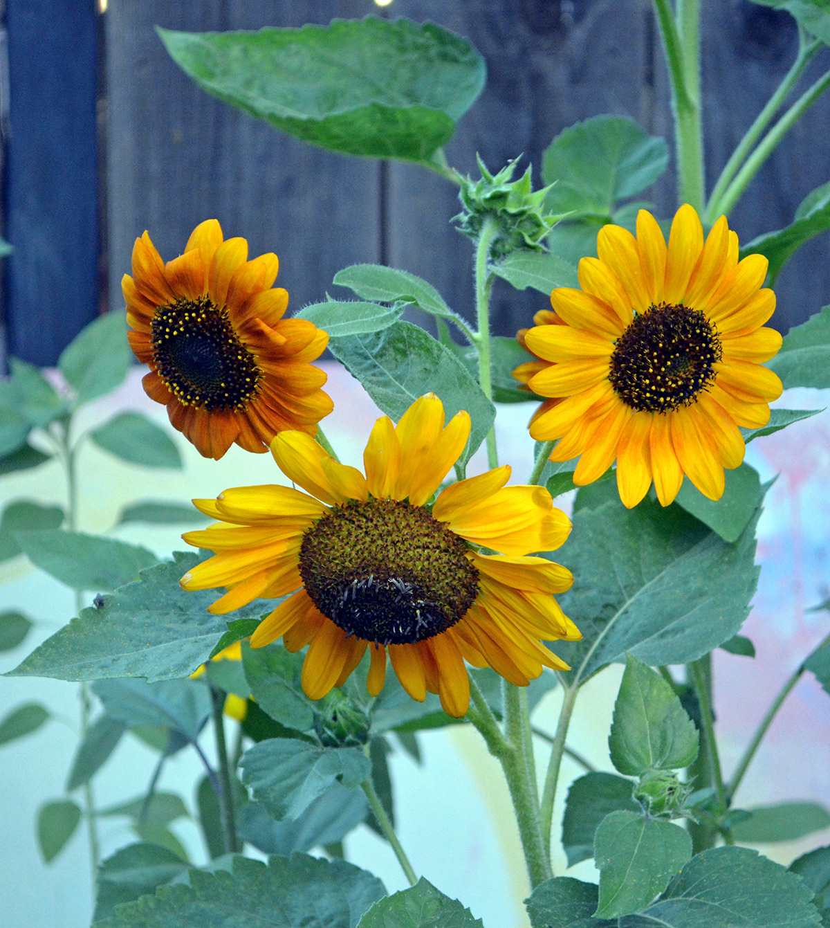 Sunflowers Backyard Gardens plants squash