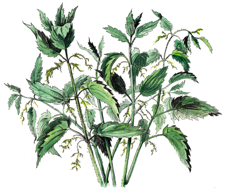 Herb herbs botanical