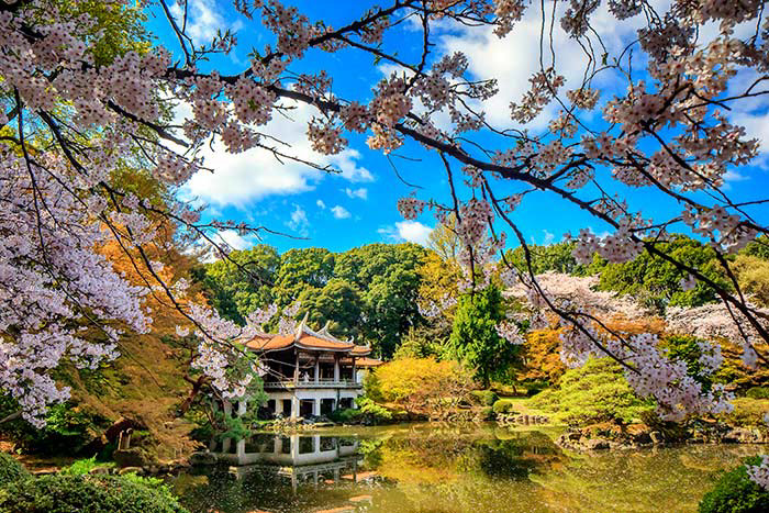 japan rellini Travel tokyo reportage kyoto fuji cherry blossom sakura
