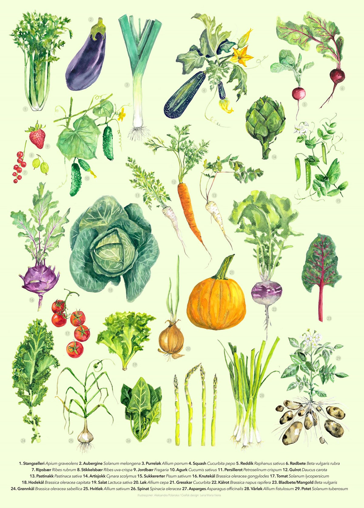 vegetables ilustration