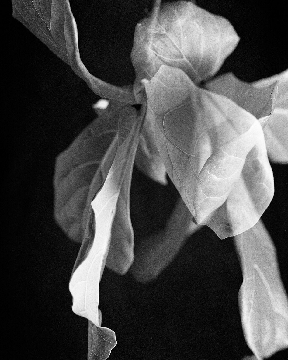 darkroom black and white Mamiya rz67 plants