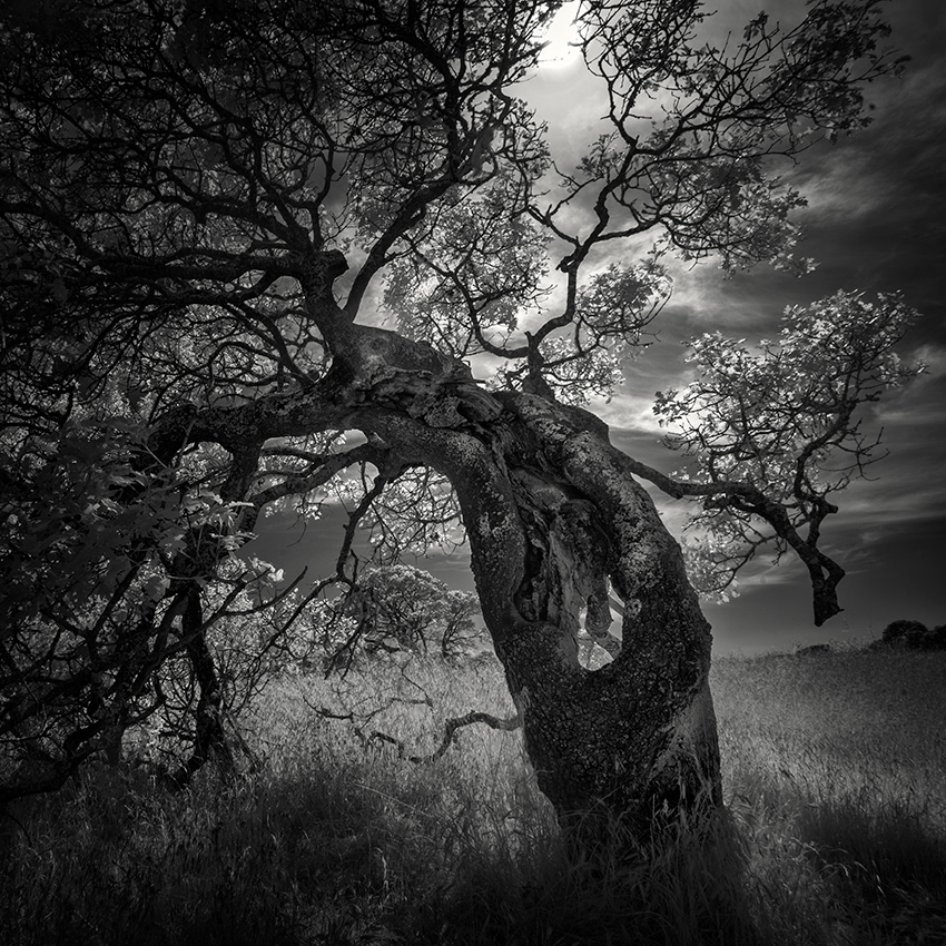 oak trees forest light infrared branches leaves black and white