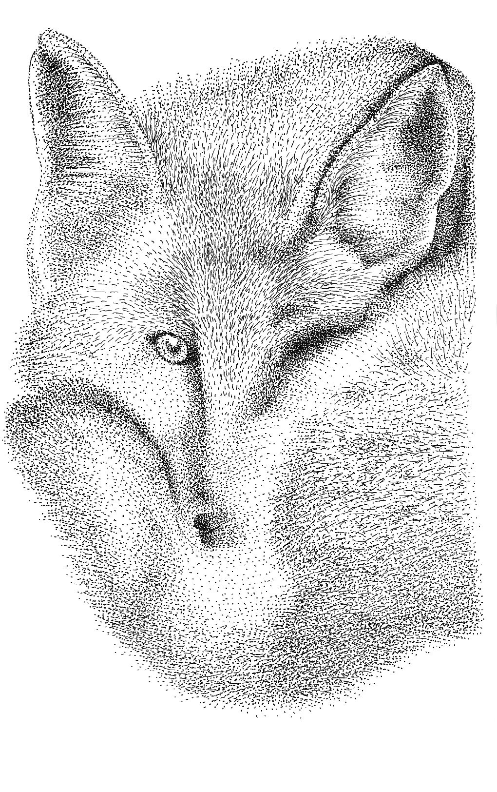 renard sérigraphie impression poils dotwork linework traits points Rotring dessin animal