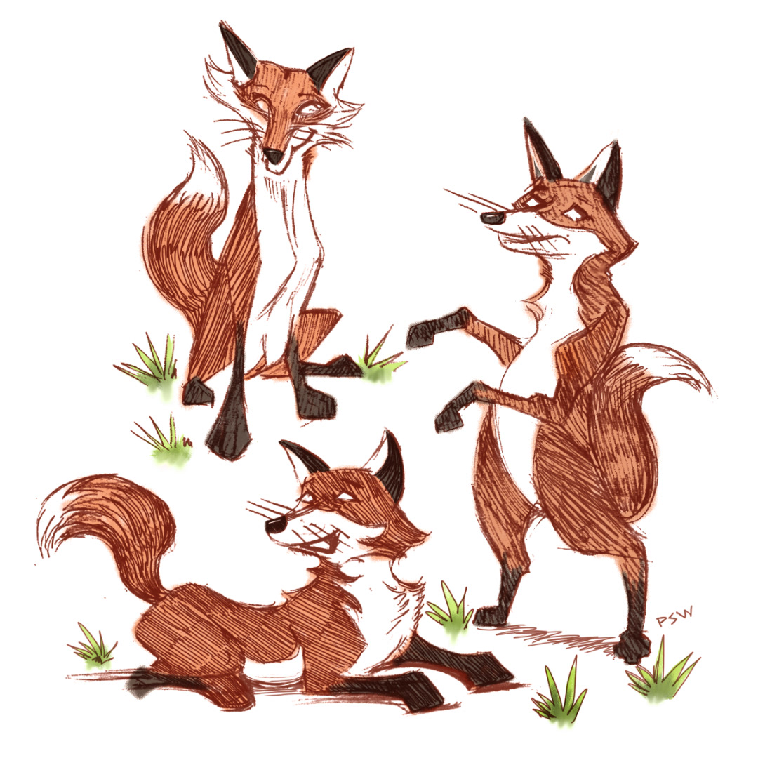 FOX foxes mammals