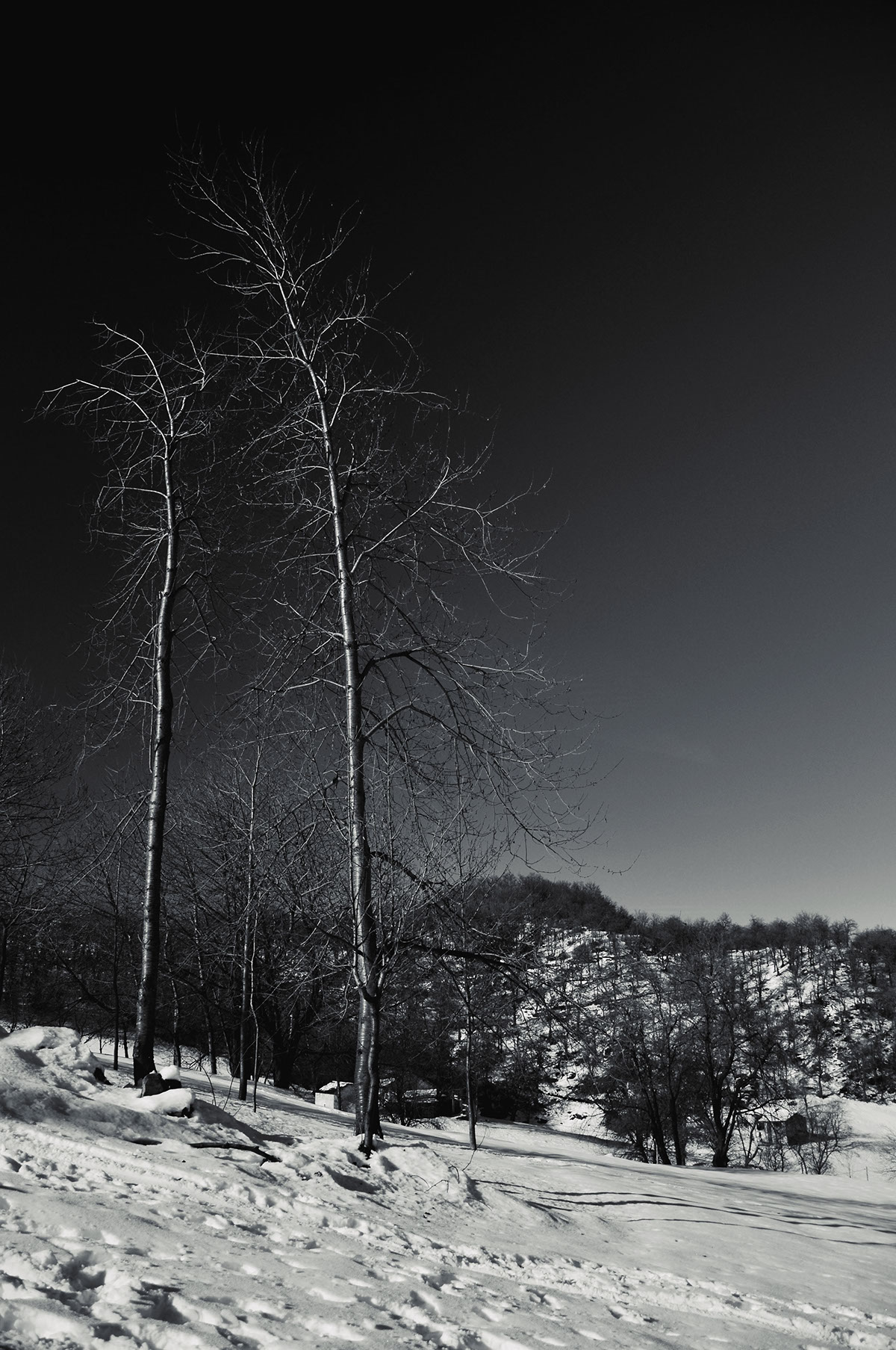 snow cold silence sofia hassan mountain Italy SKY Landscape monochrome bn black and white Travel Tree  winter