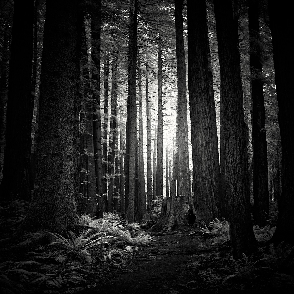 black and white Forests humboldt redwoods infrared light Nathan Wirth prairie creek Redwood Trees