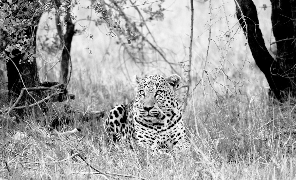 leopard safari b&w Nature wildlife africa lion wilderness okaroo