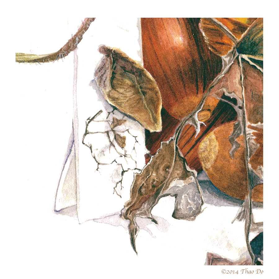 nature illustration Treasure Box leaves acorns butterfly wing science illustration scientific illustration