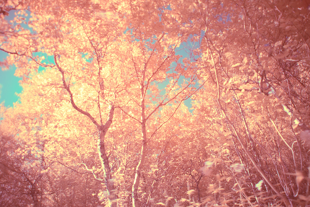infrared photo photos joaking abstract shutter speed trees