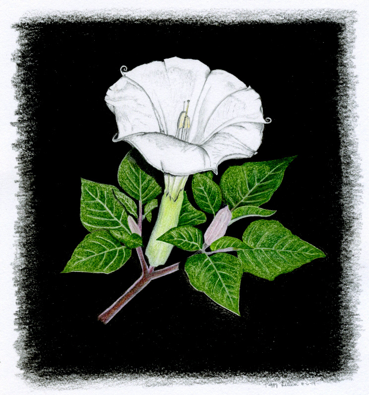 ILLUSTRATION  Illustrator hand drawn colored pencil Flowers botanical botanical illustration black background white flower Moon Flower