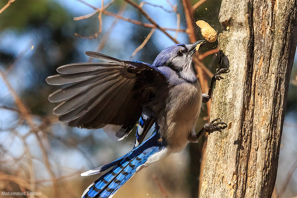 bird Nature blue jay blu blue corvidae passerine Tree  peanut branch Whitby Ontario