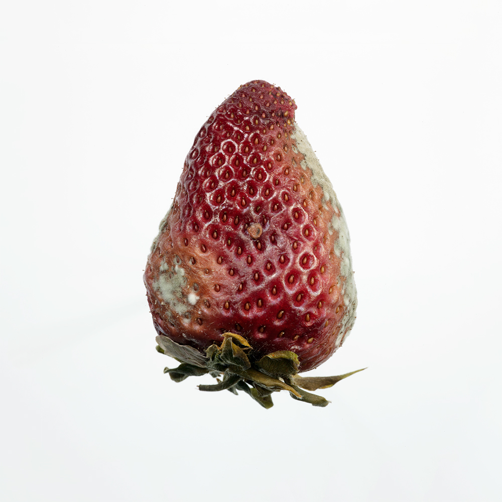 strawberry Fruit phaseone studio still life Decomposition mould rot fungus dead