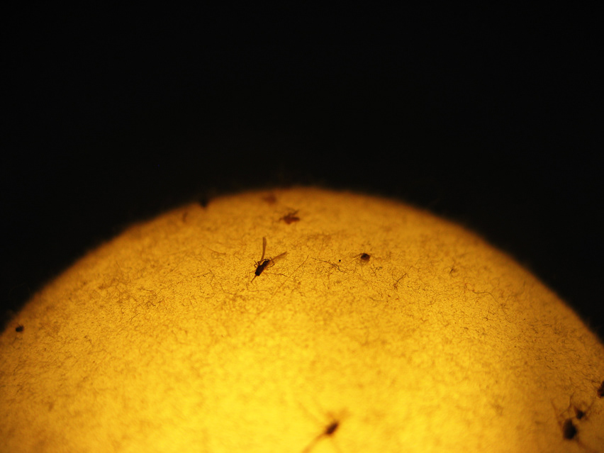little still life relative sun Malcolmo Marco Tavolaro Lamp dead mosquito