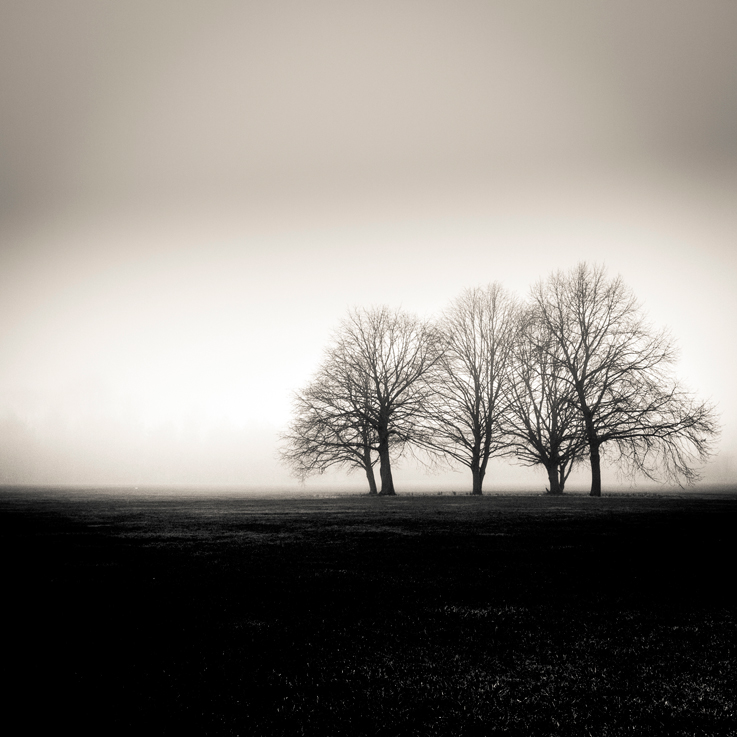 © Damian Ward mist fog foggy trees MORNING misty buckinghamshire
