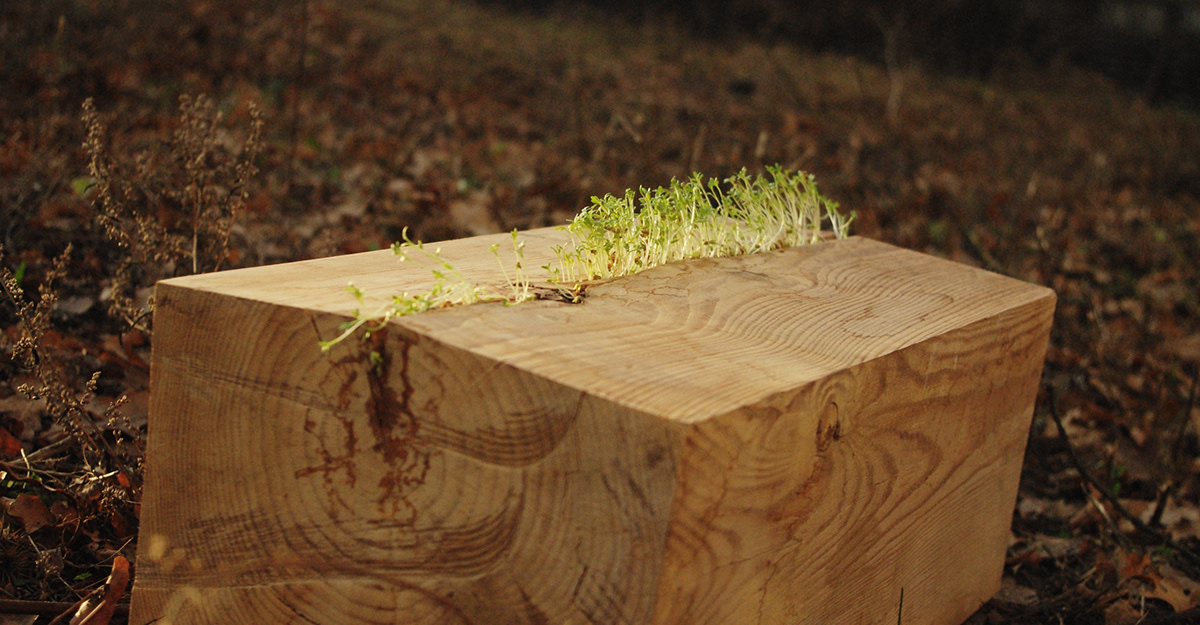wood herbs death life craft