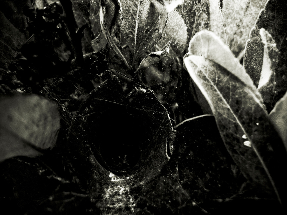 june bush spider Asuka Nara japan ricoh black and white b&w 明日香村