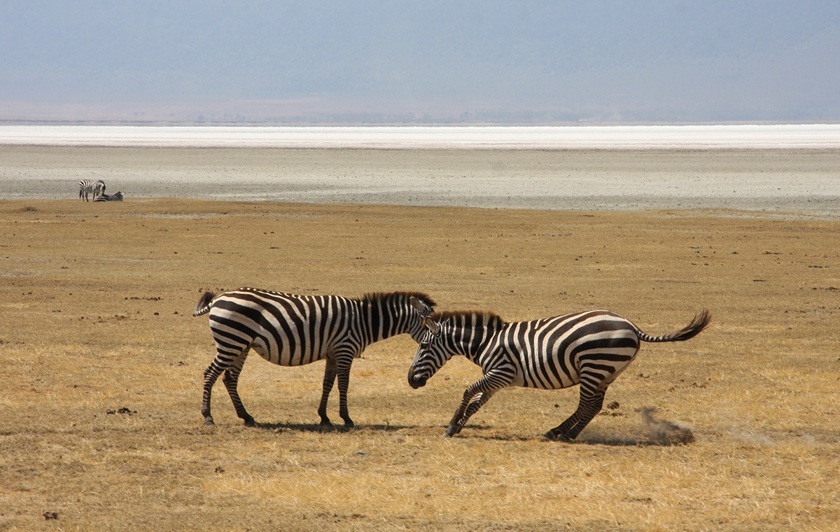 Tanzanie Tanzania kenya serengeti Lengai trip lion zebra elephant savanna savane Ngorongoro