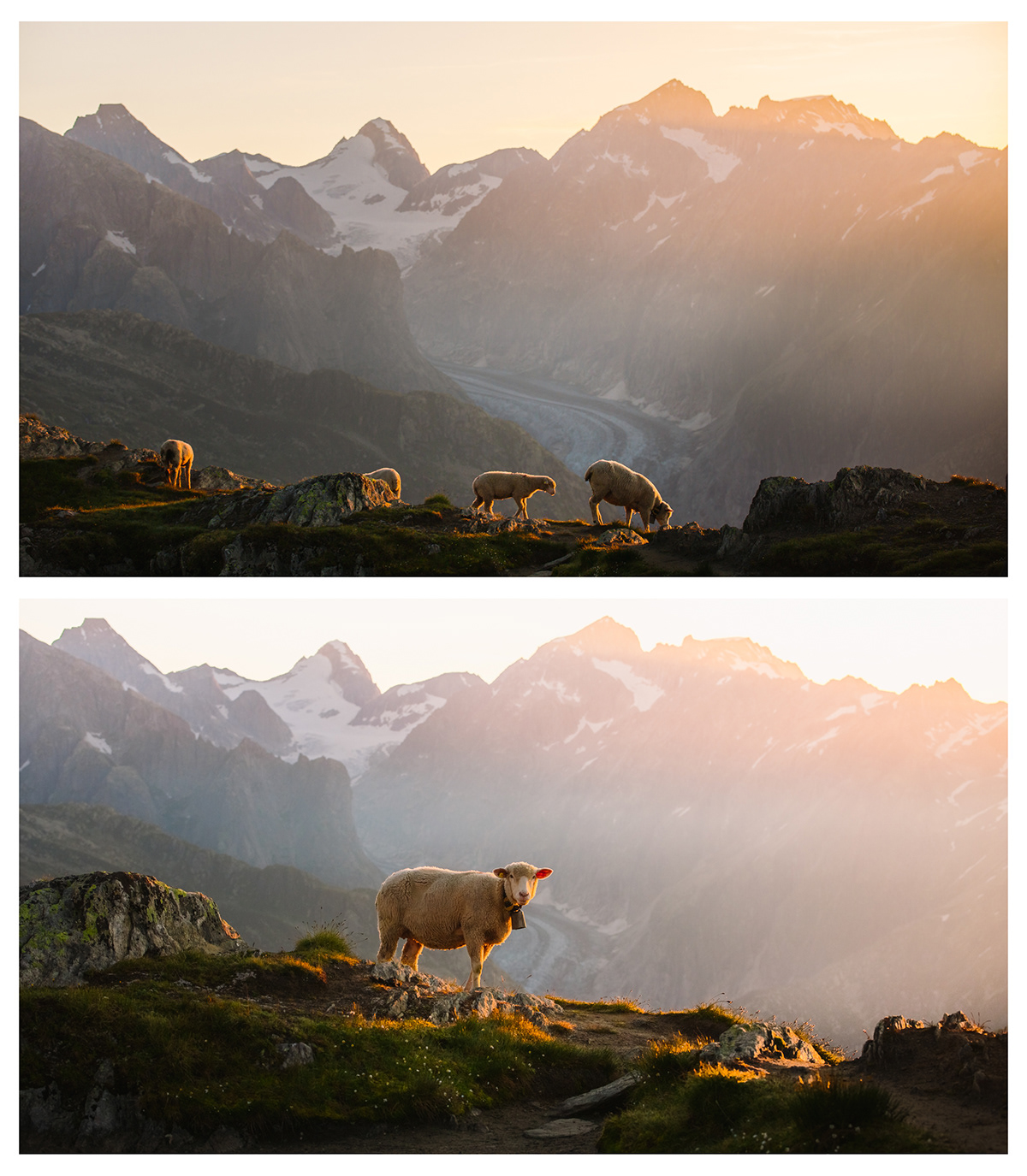 alps animals hiking Landscape mountains Nature Outdoor sheep Switzerland Sunrise