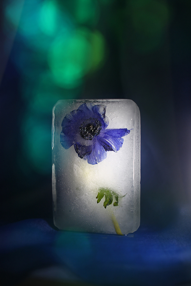flower floral artwork art artphotography frozen ArtPortrait portrait Photography  frozen flowers