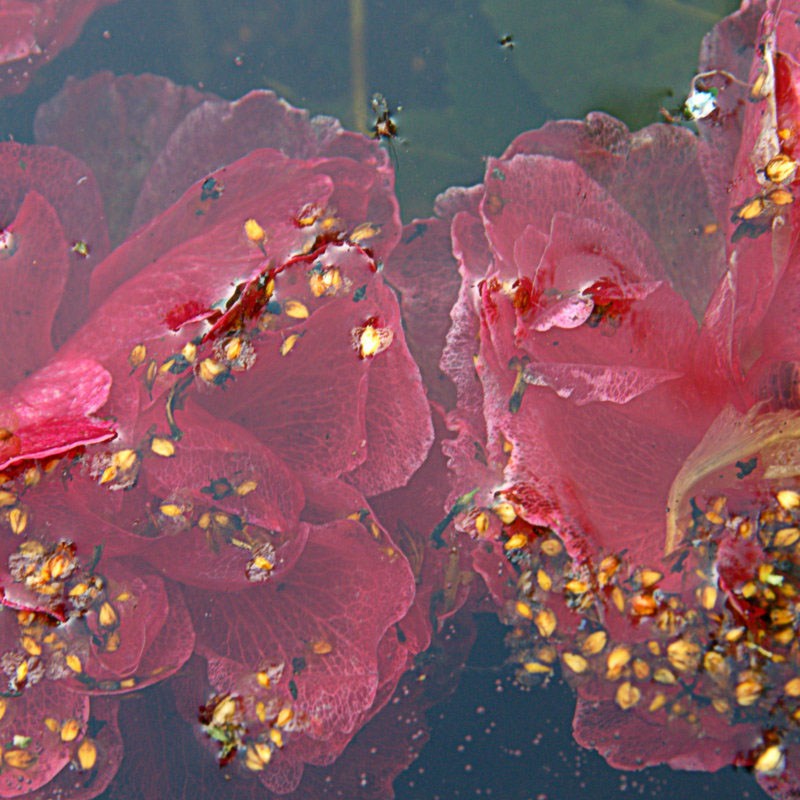 underwater Roses underwaterphotography onderwater rozen onderwaterfotografie