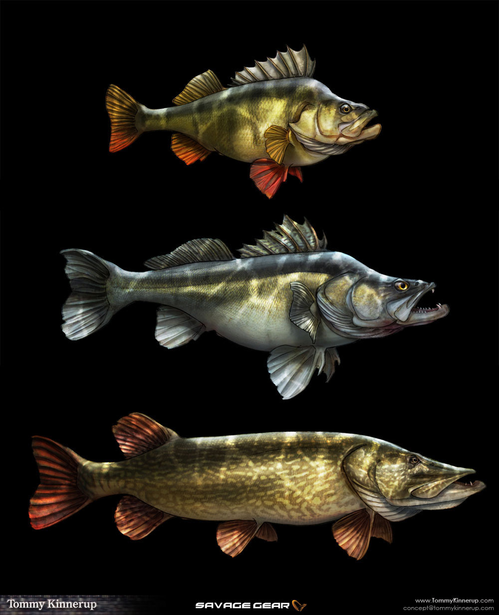 Character  fish  Pike halibut seatrout seabass pearch Zandar concept art tommy kinnerup savage-gear prologic fishing common carp barramundi flathead