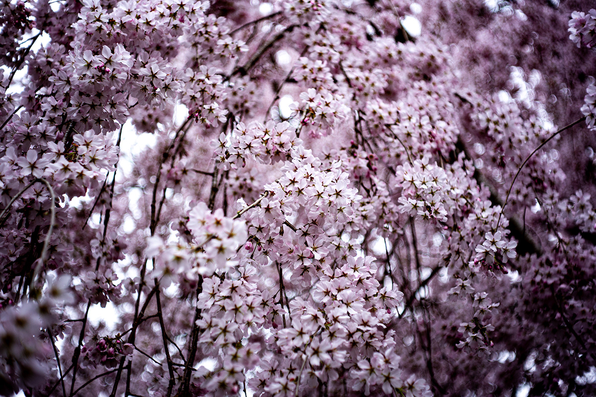 blossom flower Photography  Nature photographer art Cherry blossoms spring sakura pink