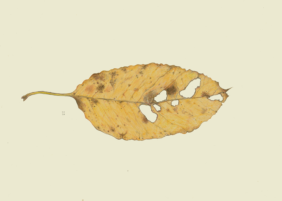 art autumn beauty Drawing  Fall Gubbalyckan leaf pencil watercolorpencils woods