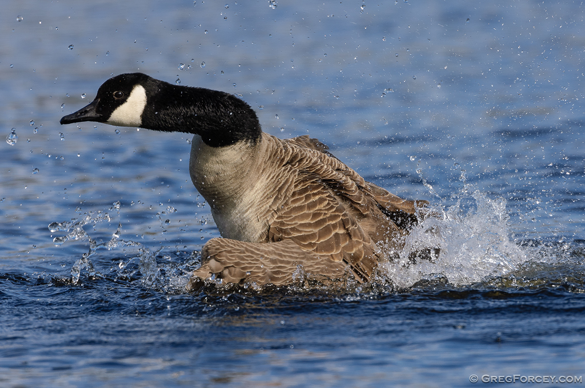 waterfowl waterbirds ducks geese Goose duck waterbird swan swans