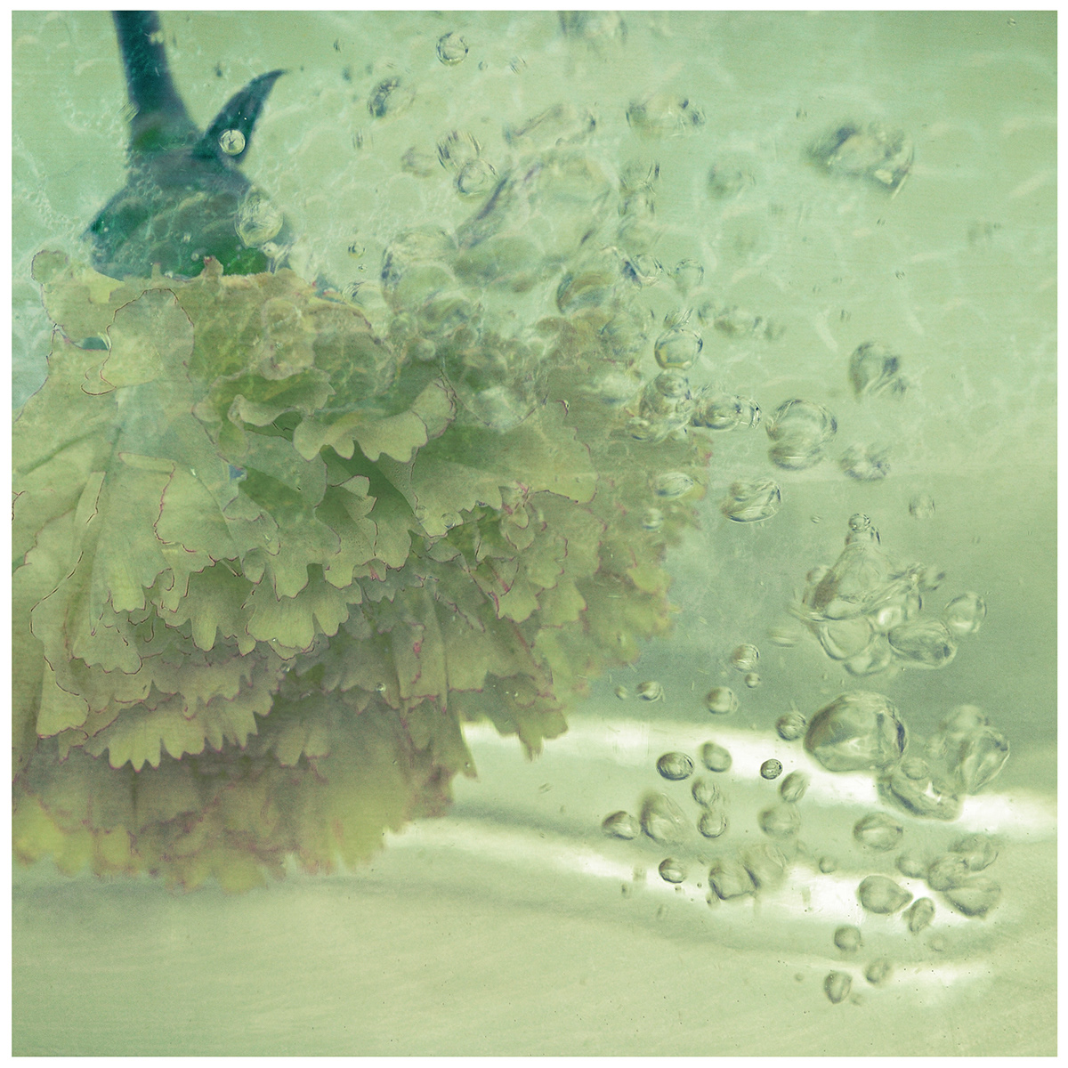 Flowers blossoms water diving underwater macro